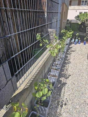 Judasbäume Garten Bild 4