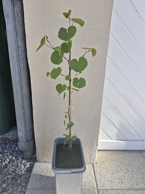 Judasbäume Garten Bild 2