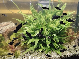 Fische  Mollys zu verschenken Bild 2