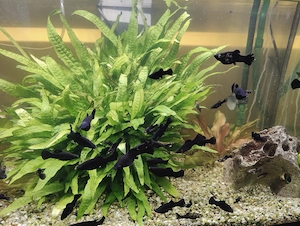 Fische  Mollys zu verschenken Bild 3