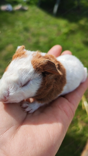 Meerschweinchen Babys 