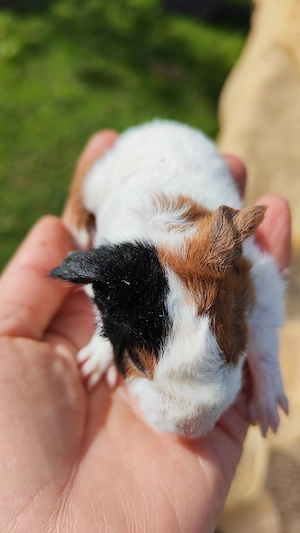 Meerschweinchen Babys  Bild 2