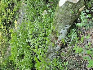 Buchenholz frisch geschnitten Bild 2