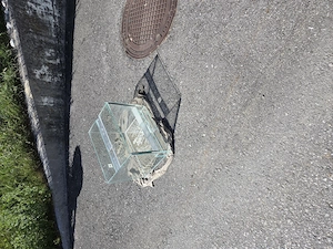 Terrarium zu verkaufen Bild 2