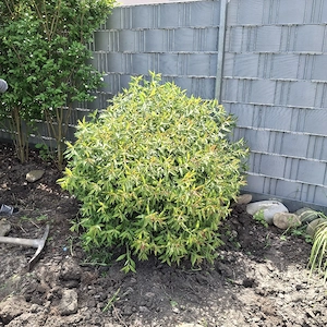 Fächerahorn gold, Weigelie, Hagebutten, Gartenpflanzen