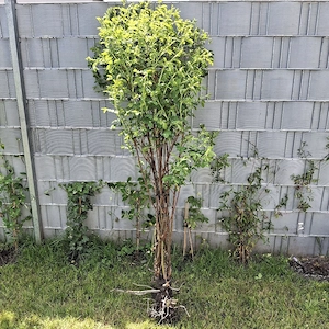 Fächerahorn gold, Weigelie, Hagebutten, Gartenpflanzen Bild 2