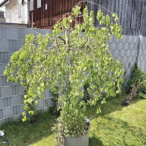 Fächerahorn gold, Weigelie, Hagebutten, Gartenpflanzen Bild 3