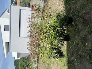 Glanzmispel Hecken Zaun 9 Stück  Bild 2