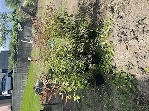 Glanzmispel Hecken Zaun 9 Stück  Bild 3