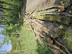 Buchnholz,Esche,Fichte Bild 2