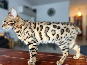 Weibliche Bengalkatze nähe KÖLN Bild 3