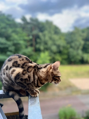 Weibliche Bengalkatze nähe KÖLN Bild 4