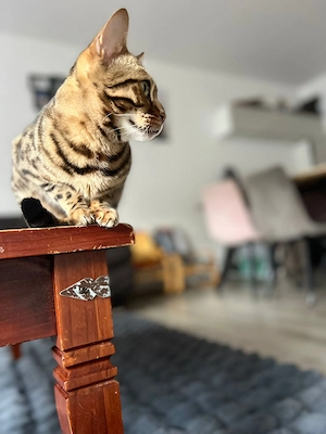 Weibliche Bengalkatze nähe KÖLN Bild 2