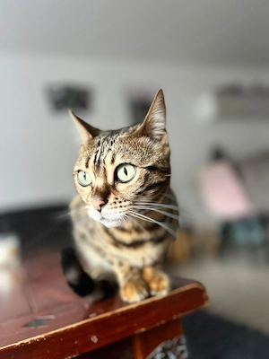 Weibliche Bengalkatze nähe KÖLN