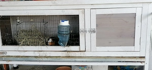 Zwei süsse Meerschweinchen, weiblich  Bild 2