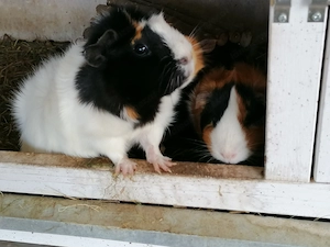 Zwei süsse Meerschweinchen, weiblich  Bild 3
