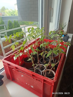 Tomaten Pflanzen  Bild 2