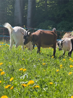 Ziege Gemsfarbig
