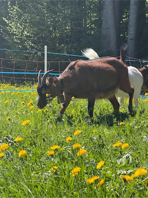 Ziege Gemsfarbig Bild 2