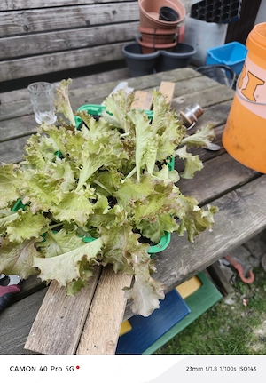 Rote Salat Setzlinge  Bild 3