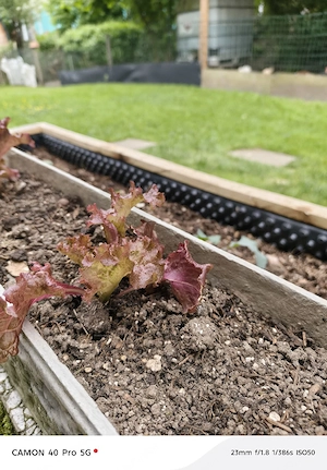 Rote Salat Setzlinge  Bild 4