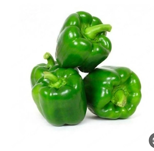 Paprika Setzlinge  Bild 3