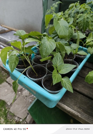 Paprika Setzlinge  Bild 4
