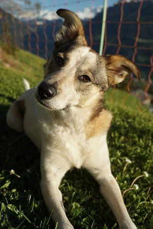 Daisy - Liebevolle Begleiterin sucht ihr Glück Bild 2