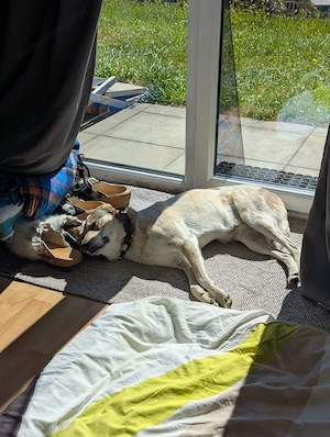 Daisy - Liebevolle Begleiterin sucht ihr Glück Bild 5