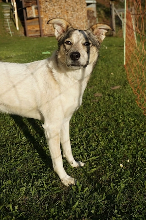 Daisy - Liebevolle Begleiterin sucht ihr Glück Bild 4