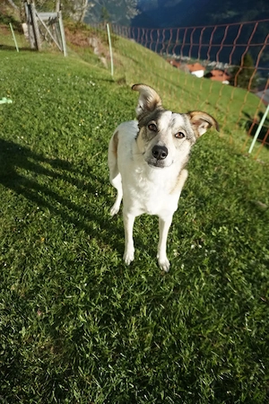Daisy - Liebevolle Begleiterin sucht ihr Glück Bild 3