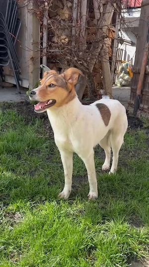 Dunja - eine Sanfte Hündin auf der Suche Bild 3