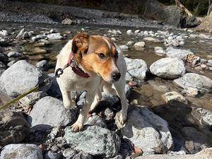 Dunja - eine Sanfte Hündin auf der Suche Bild 2