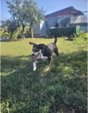 Betty - ein Herz auf vier Pfoten sucht sein Zuhause Bild 7