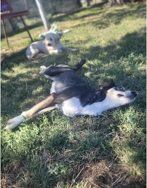 Betty - ein Herz auf vier Pfoten sucht sein Zuhause Bild 6
