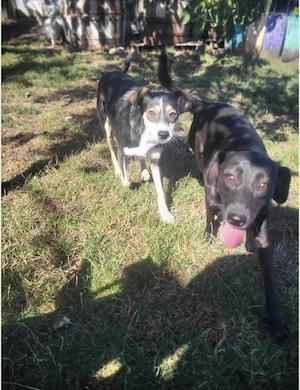 Betty - ein Herz auf vier Pfoten sucht sein Zuhause Bild 2