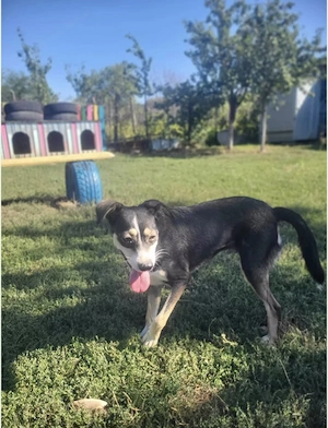 Betty - ein Herz auf vier Pfoten sucht sein Zuhause Bild 5