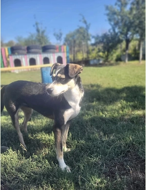 Betty - ein Herz auf vier Pfoten sucht sein Zuhause Bild 4