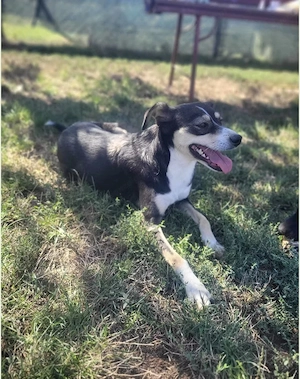 Betty - ein Herz auf vier Pfoten sucht sein Zuhause Bild 8