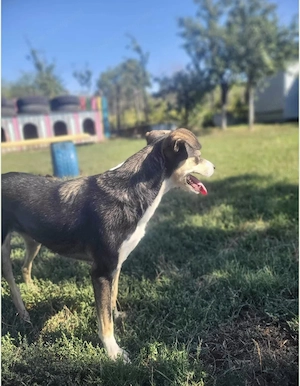 Betty - ein Herz auf vier Pfoten sucht sein Zuhause Bild 3