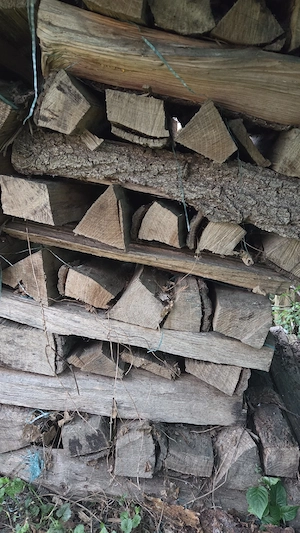 Brennholz, 50cm Scheite Bild 2