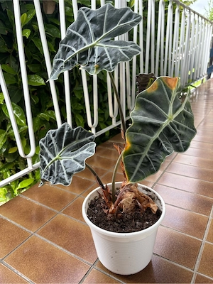 Zimmerpflanze Pfeilblatt Alocasia