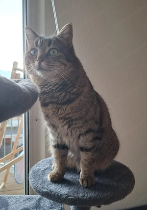 Unsere Katze Pfefferminzi Bild 2