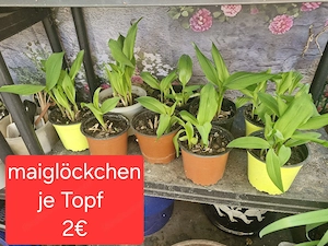 duftende Maiglöckchen