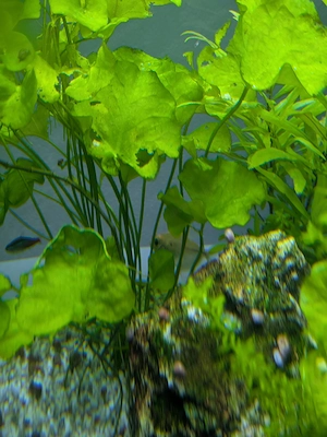 Fische und Garnelen  Bild 5
