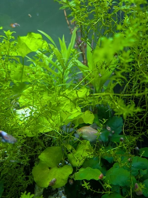 Fische und Garnelen  Bild 4