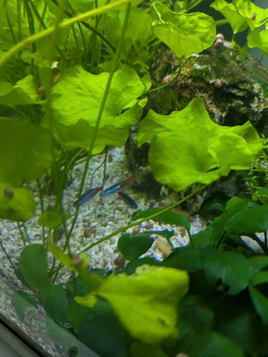 Fische und Garnelen  Bild 3