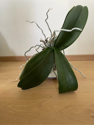 Orchidee zu verschenken