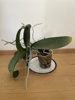 Orchidee zu verschenken Bild 2