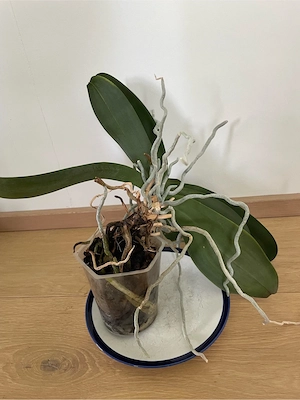 Orchidee zu verschenken Bild 3